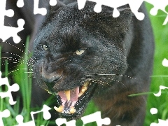 Łąka, Trawa, Puma