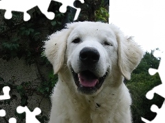 Owczarek węgierski Kuvasz, Morda