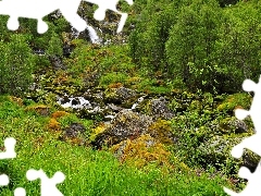 Roślinność, Kamienie, Las, Potok