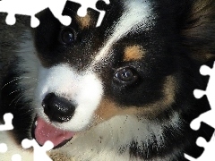 Welsh corgi cardigan, pysk