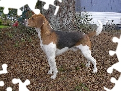 drzewo, rower, Beagle Harrier