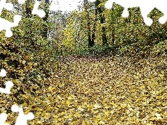Liście, Ścieżka, Las