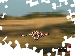 Opera, bieg, gepard