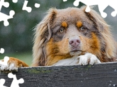 Łapki, Deska, Piesek