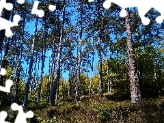 Niebieskie, Niebo, Las