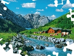 Kamienie, Dom, Góry, Krowy, Rzeka