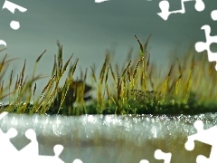 Bokeh, Makro, Mech, Źdźbła