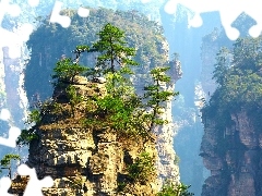 Drzewa, Skały