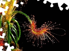 Makro, Wody, Kwiat, Krople