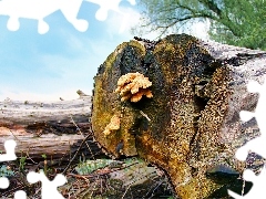 Grzyby, Drzewa, Ścięty, Pień