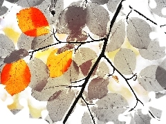 Listki, Czerwone, Czarno, Fractalius, Białe