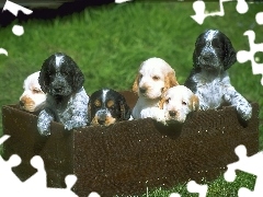 Cocker spaniel angielski, Pieski
