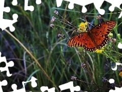 Motyl, Kolorowy, Łąka, Mlecze