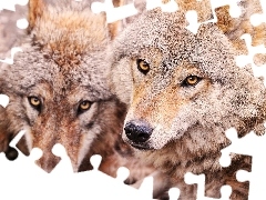 Wilki, Dwa