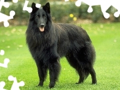 duży, Owczarek belgijski Groenendael, Piękny