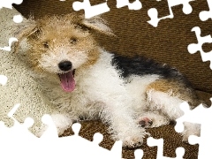 Poduszeczka, Terrier, Łaciaty, Kudłaty