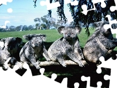 Koala, Misie