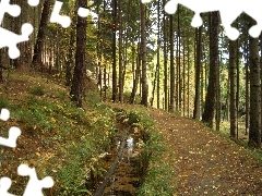 Strumyczek, Paproć, Las
