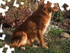 Retriever z Nowej Szkocji