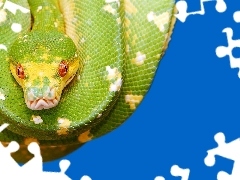 Pyton, Cętki