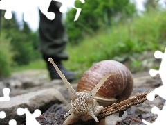 Muszla, Ślimaka, Rogi