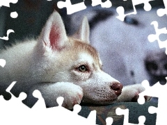 Siberian Husky, Młody