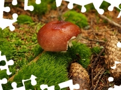 Mech, Grzybek, Szyszki