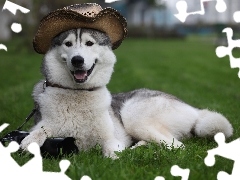 Kapelusz, Siberian Husky