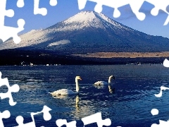 Fudżi, Góra, Jezioro, Japonia, Łabędzie