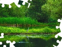 Las, Czapla, Jezioro, Szuwary
