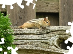 Drzewo, Chipmunk