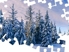 Śnieg, Zima, Świerki