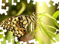 Trawa, Motyl