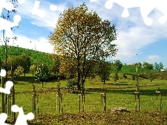 Sosonowiec, Trawa, Park, Drzewa