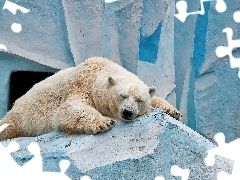 Polarny, Niedźwiedź