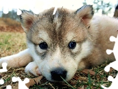 Trawa, Pyszczek, Szczeniak, Husky