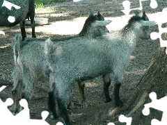 Kozy, ZOO, Dwie