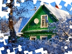 Ośnieżone, Domek, Zima, Krzewy, Zielony