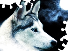 Siberian Husky, Księżyc