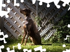 Doberman