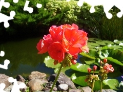 Czerwona, Sadzawka, Pelargonia