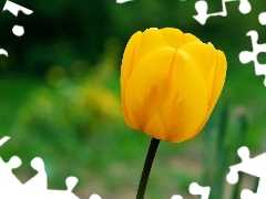 Tulipan, Żółty