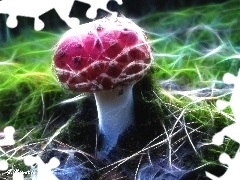 Czerwony, Muchomorek