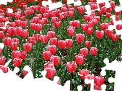 Tulipanów, Plantacja