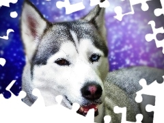 Siberian Husky
