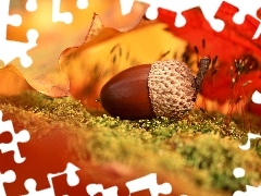 Jesień, Żołądź