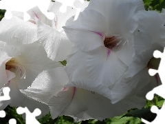 Gladiola, Biała