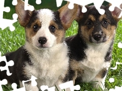 Trawa, Corgi, Dwa, Pieski