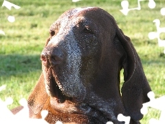 Wyżła włoskiego krótkowłosego, Bracco italiano, głowa