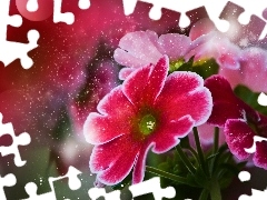 Pelargonie, Kwiaty, Czerwone